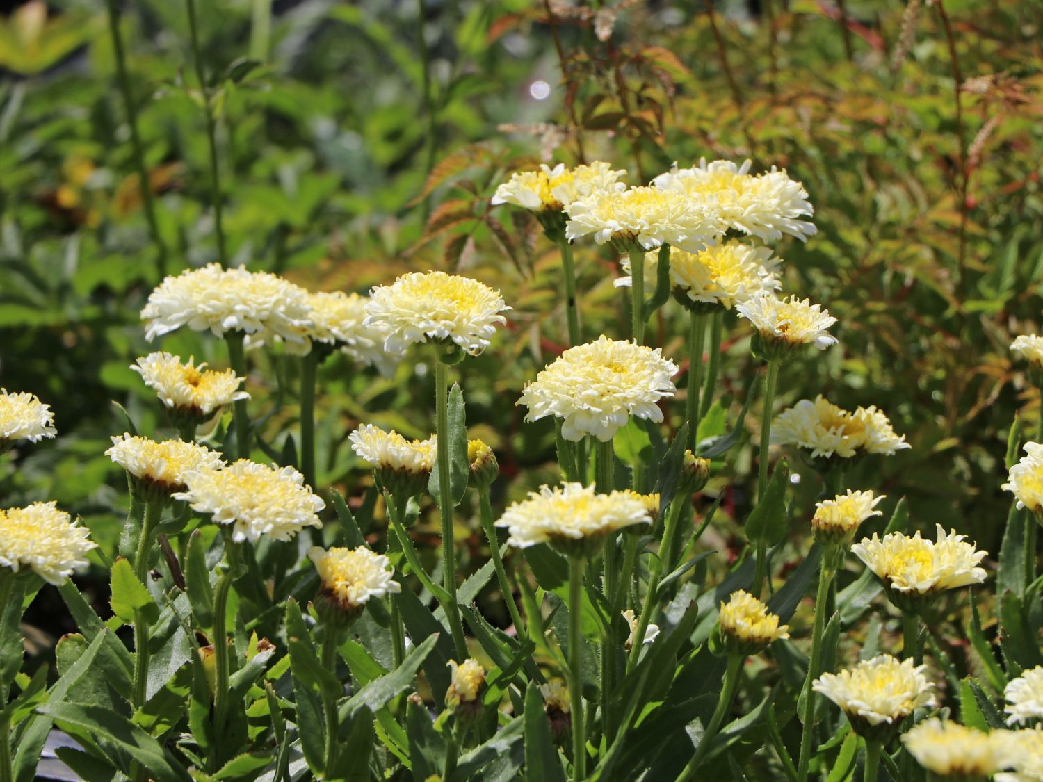 Großblumige Margerite 'Luna' ®
