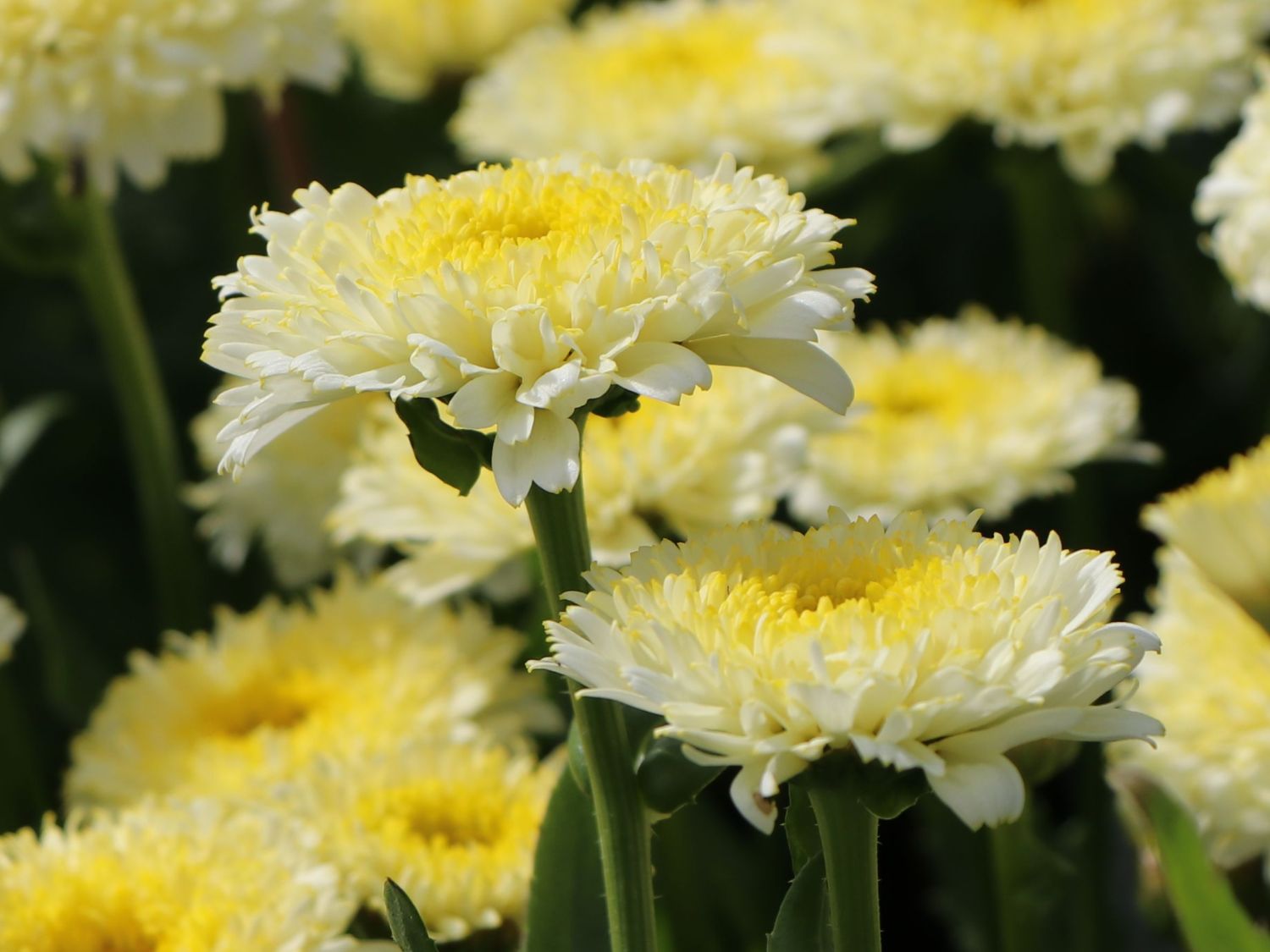 Großblumige Margerite 'Luna' ® - Leucanthemum x superbum 'Luna' ®