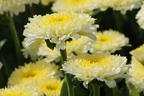 Großblumige Margerite 'Luna' ® - Leucanthemum x superbum 'Luna' ®