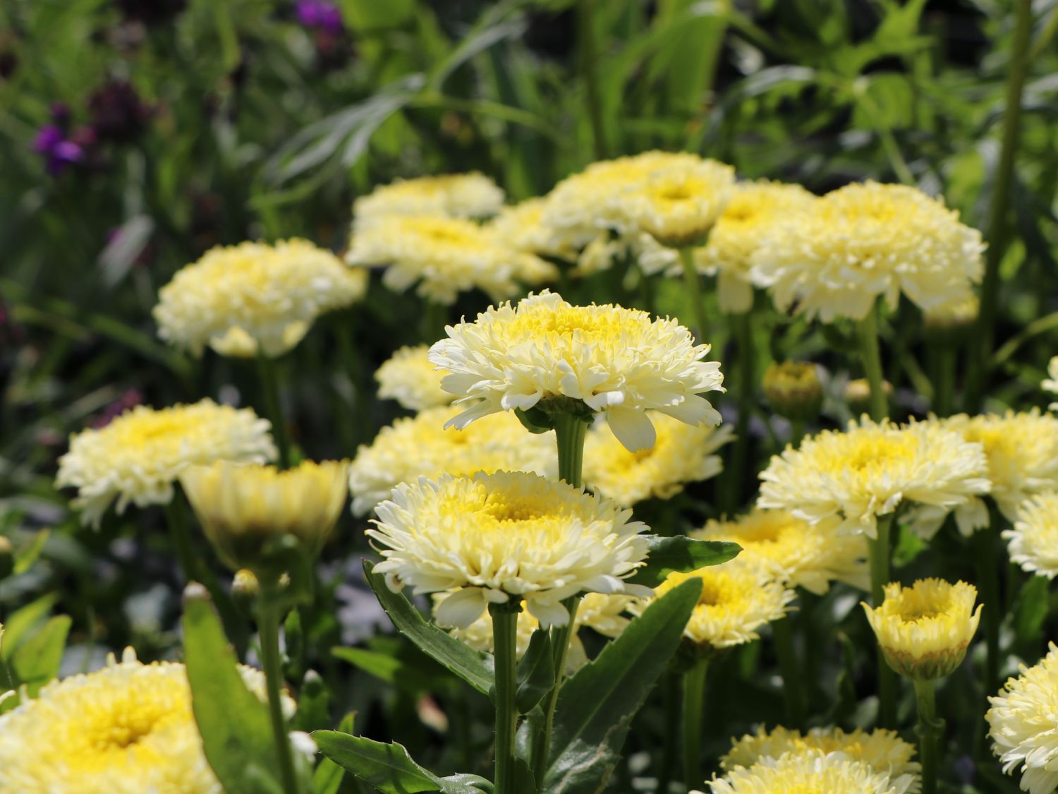 Großblumige Margerite 'Luna' ® - Leucanthemum x superbum 'Luna' ®