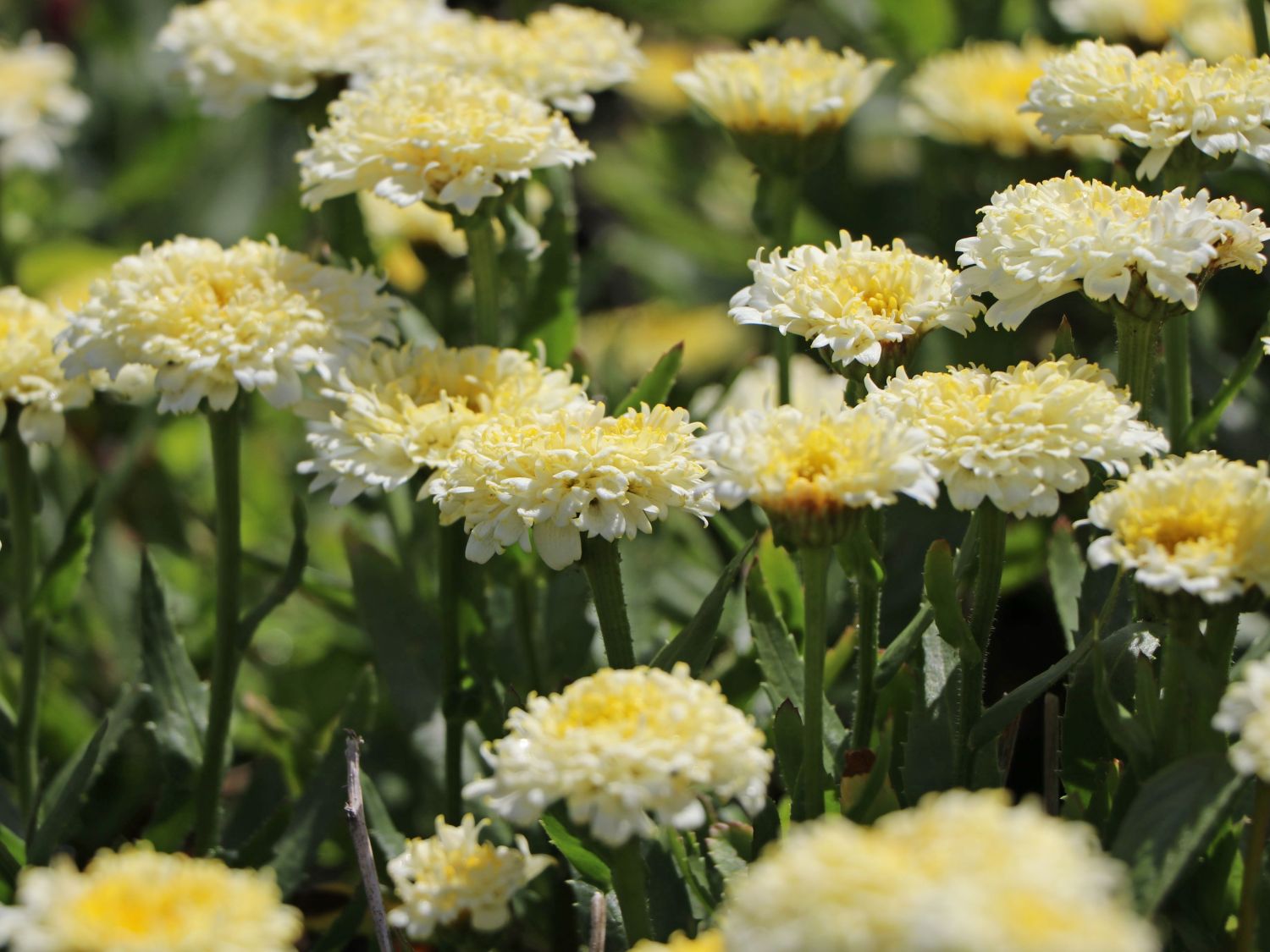Großblumige Margerite 'Luna' ® - Leucanthemum x superbum 'Luna' ®
