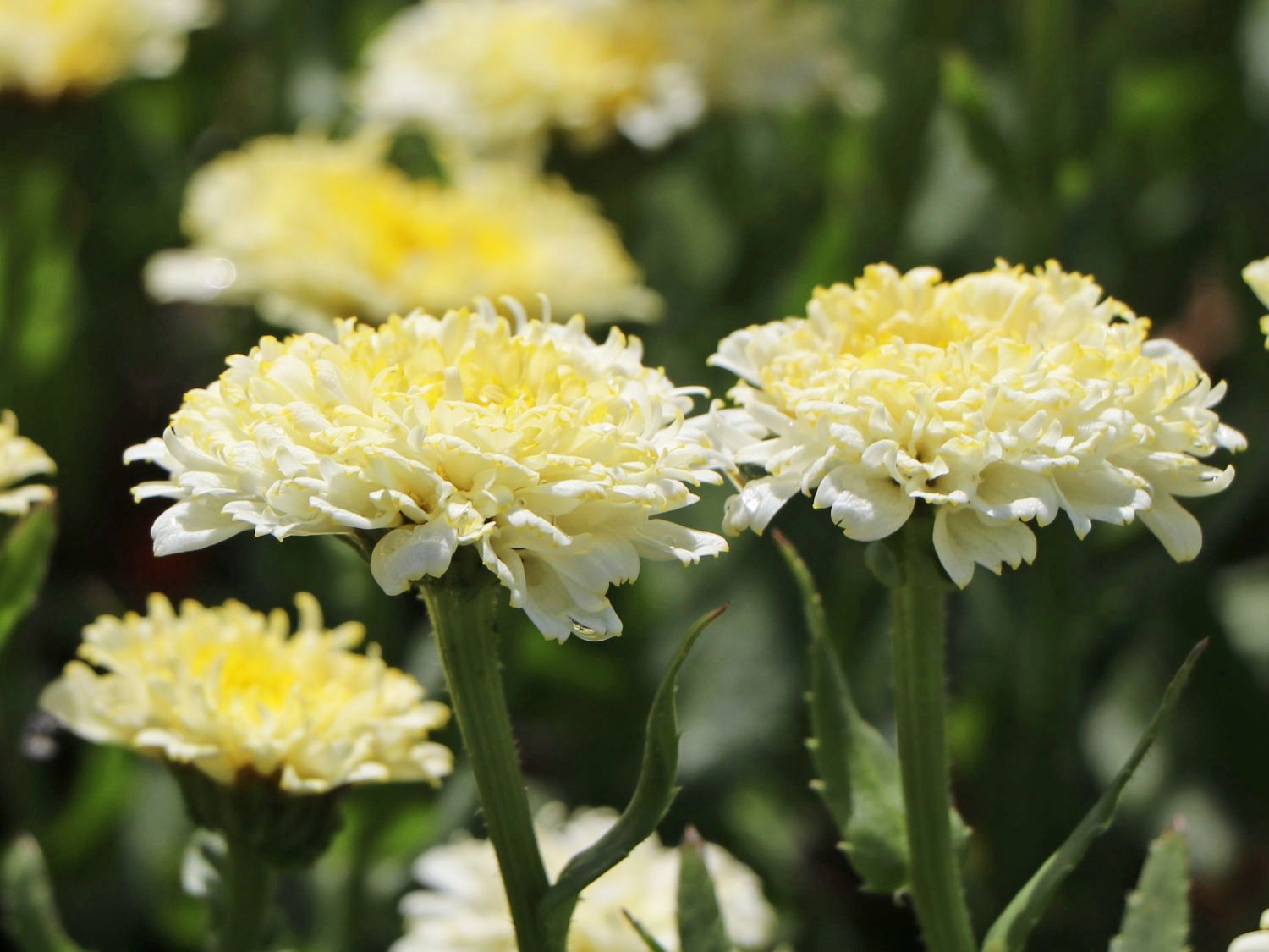 Großblumige Margerite 'Luna' ® - Leucanthemum x superbum 'Luna' ®