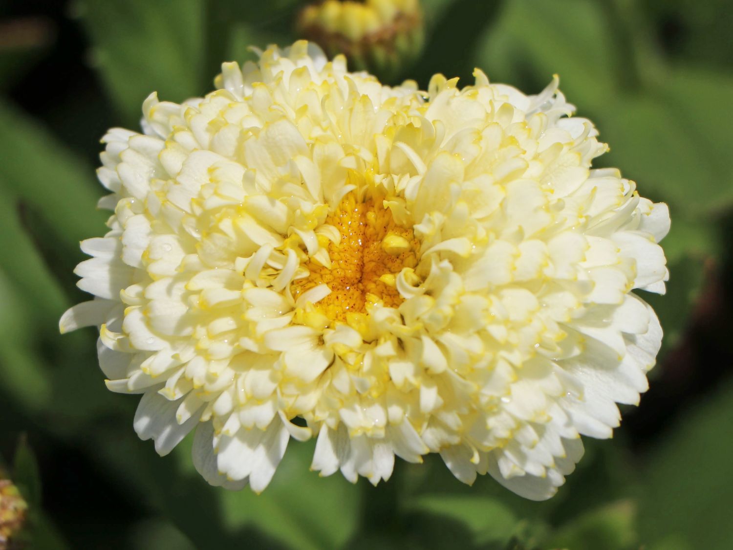 Großblumige Margerite 'Luna' ® - Leucanthemum x superbum 'Luna' ®