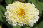 Großblumige Margerite 'Luna' ® - Leucanthemum x superbum 'Luna' ®