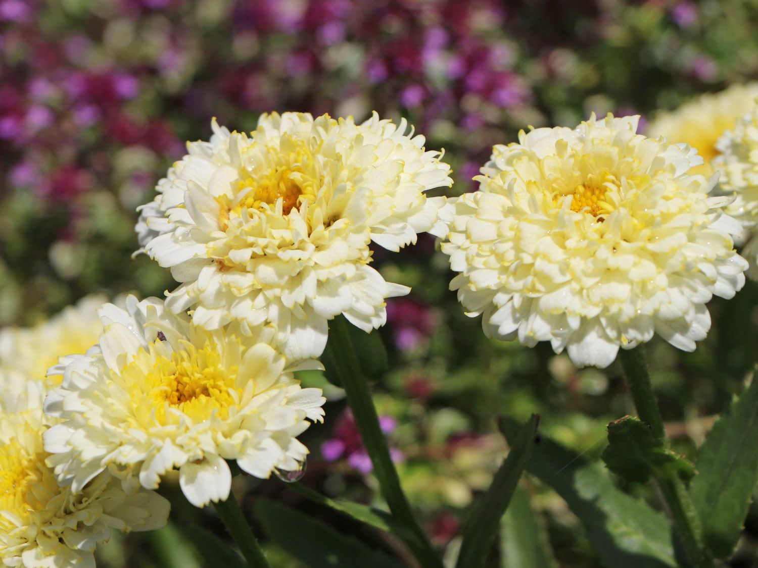 Großblumige Margerite 'Luna' ® - Leucanthemum x superbum 'Luna' ®