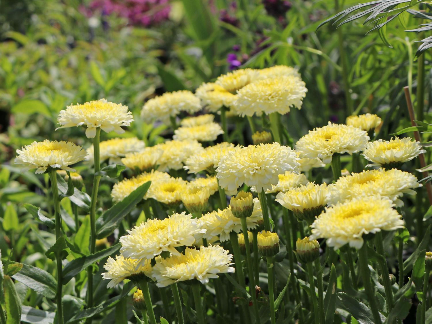 Großblumige Margerite 'Luna' ® - Leucanthemum x superbum 'Luna' ®