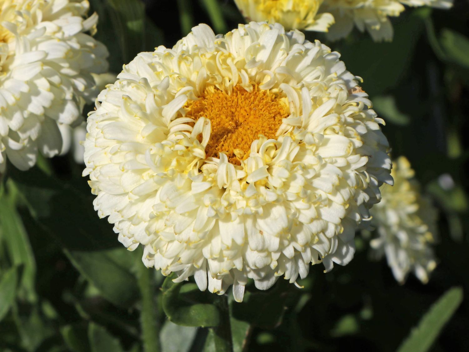 Großblumige Margerite 'Luna' ® - Leucanthemum x superbum 'Luna' ®