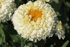 Großblumige Margerite 'Luna' ® - Leucanthemum x superbum 'Luna' ®