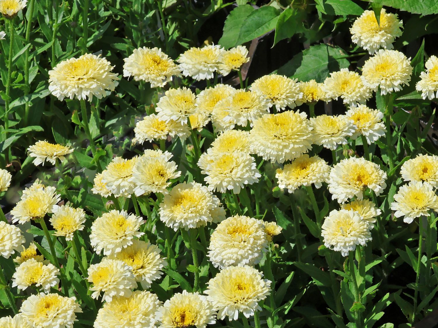 Großblumige Margerite 'Luna' ® - Leucanthemum x superbum 'Luna' ®