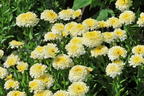 Großblumige Margerite 'Luna' ® - Leucanthemum x superbum 'Luna' ®