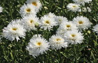 Großblumige Margerite 'Ohh La LaSpider'