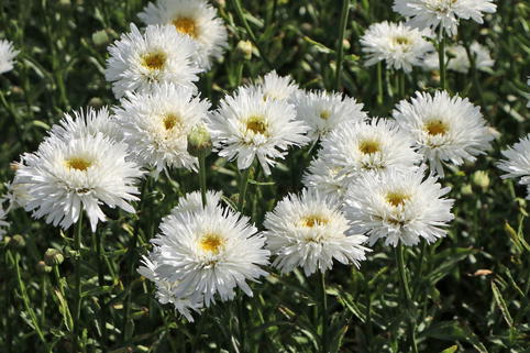 Großblumige Margerite 'Ohh La LaSpider' - Leucanthemum x superbum 'Ohh La LaSpider'