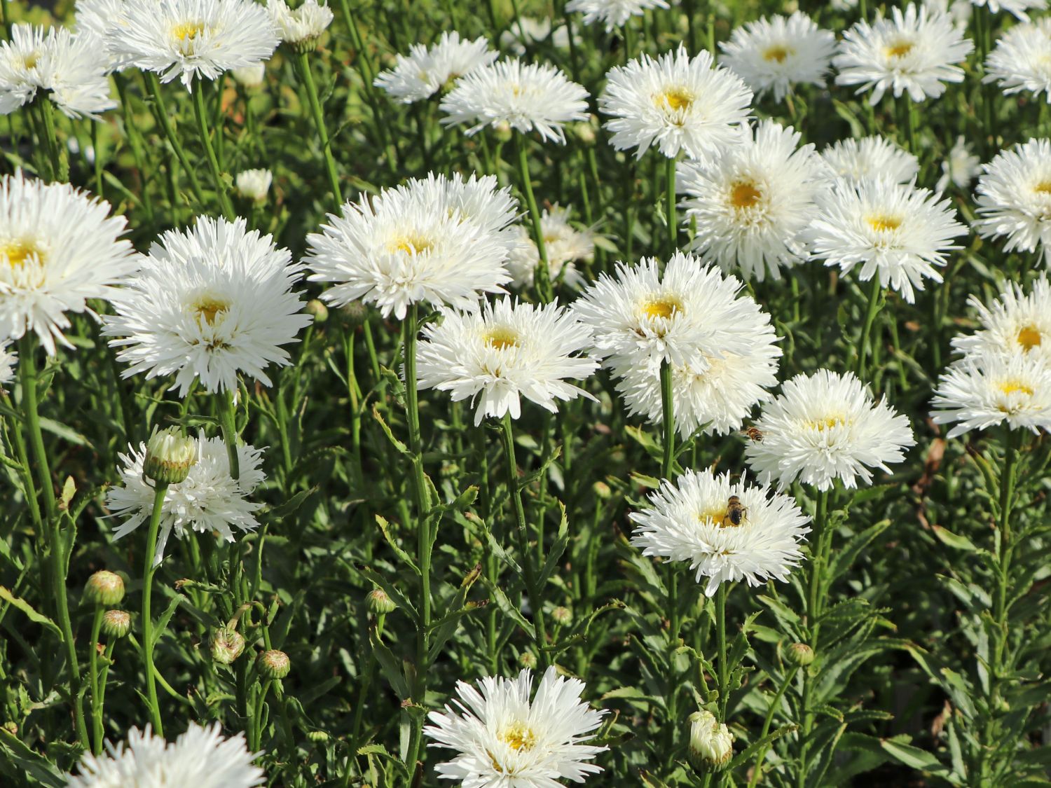 Großblumige Margerite 'Ohh La LaSpider' - Leucanthemum x superbum 'Ohh La LaSpider'