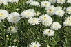 Großblumige Margerite 'Ohh La LaSpider' - Leucanthemum x superbum 'Ohh La LaSpider'