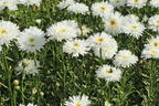 Großblumige Margerite 'Ohh La LaSpider' - Leucanthemum x superbum 'Ohh La LaSpider'