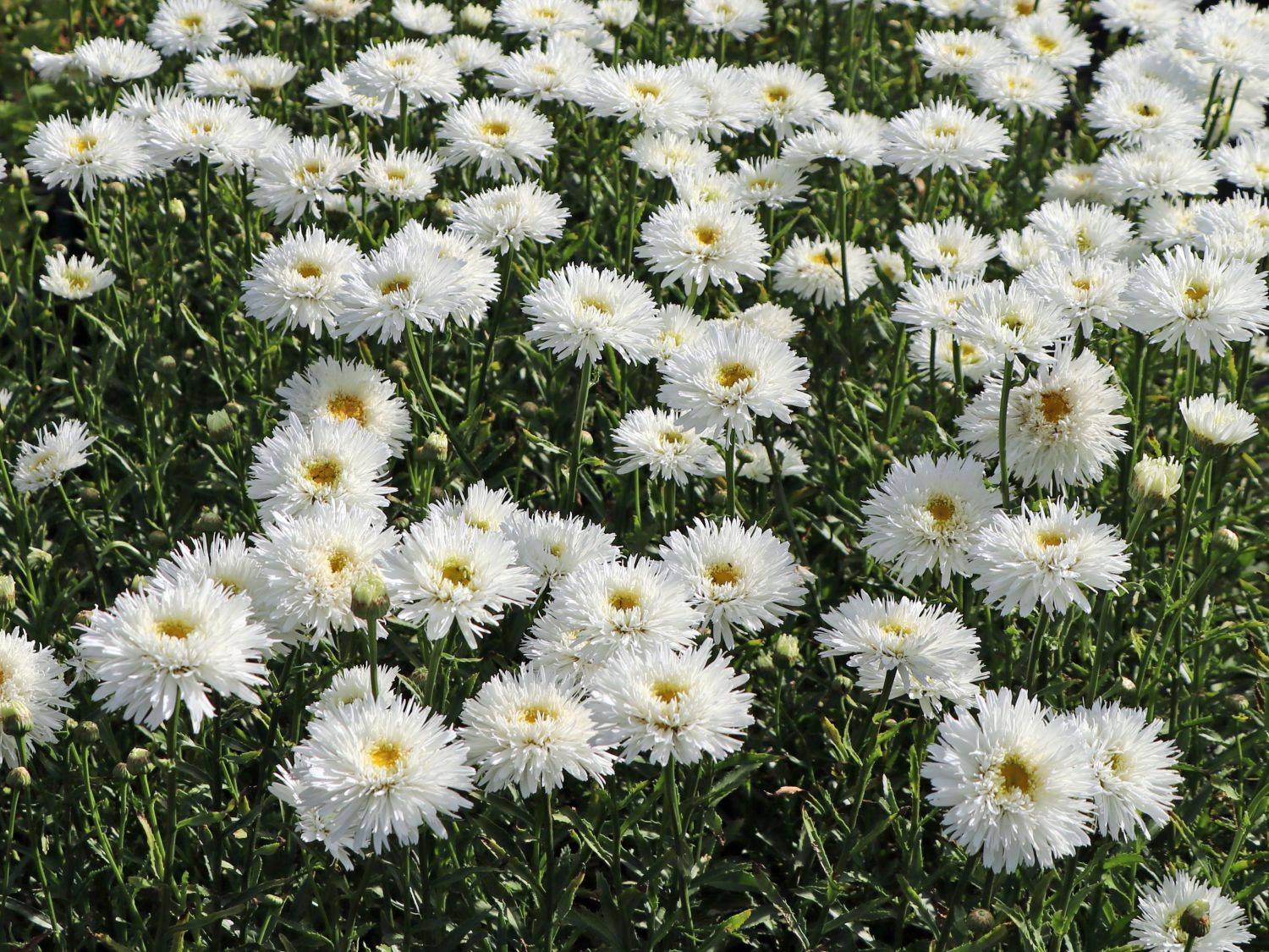 Großblumige Margerite 'Ohh La LaSpider' - Leucanthemum x superbum 'Ohh La LaSpider'