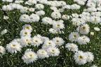 Großblumige Margerite 'Ohh La LaSpider' - Leucanthemum x superbum 'Ohh La LaSpider'