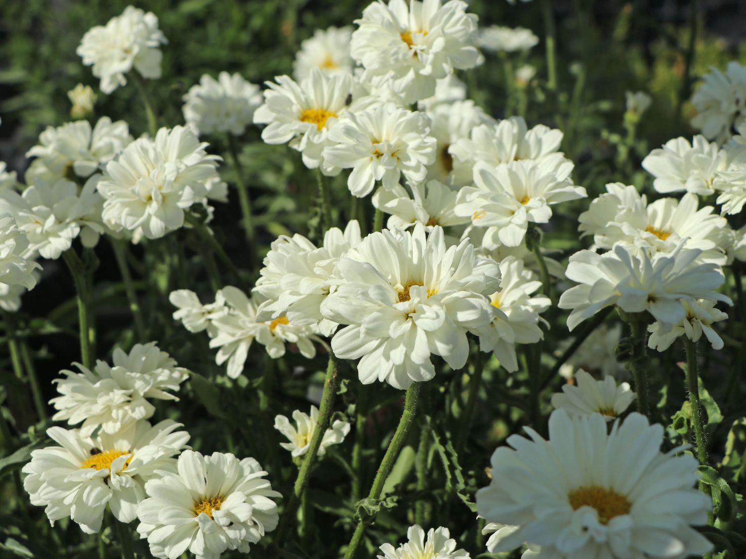 Großblumige Margerite 'Paladin'