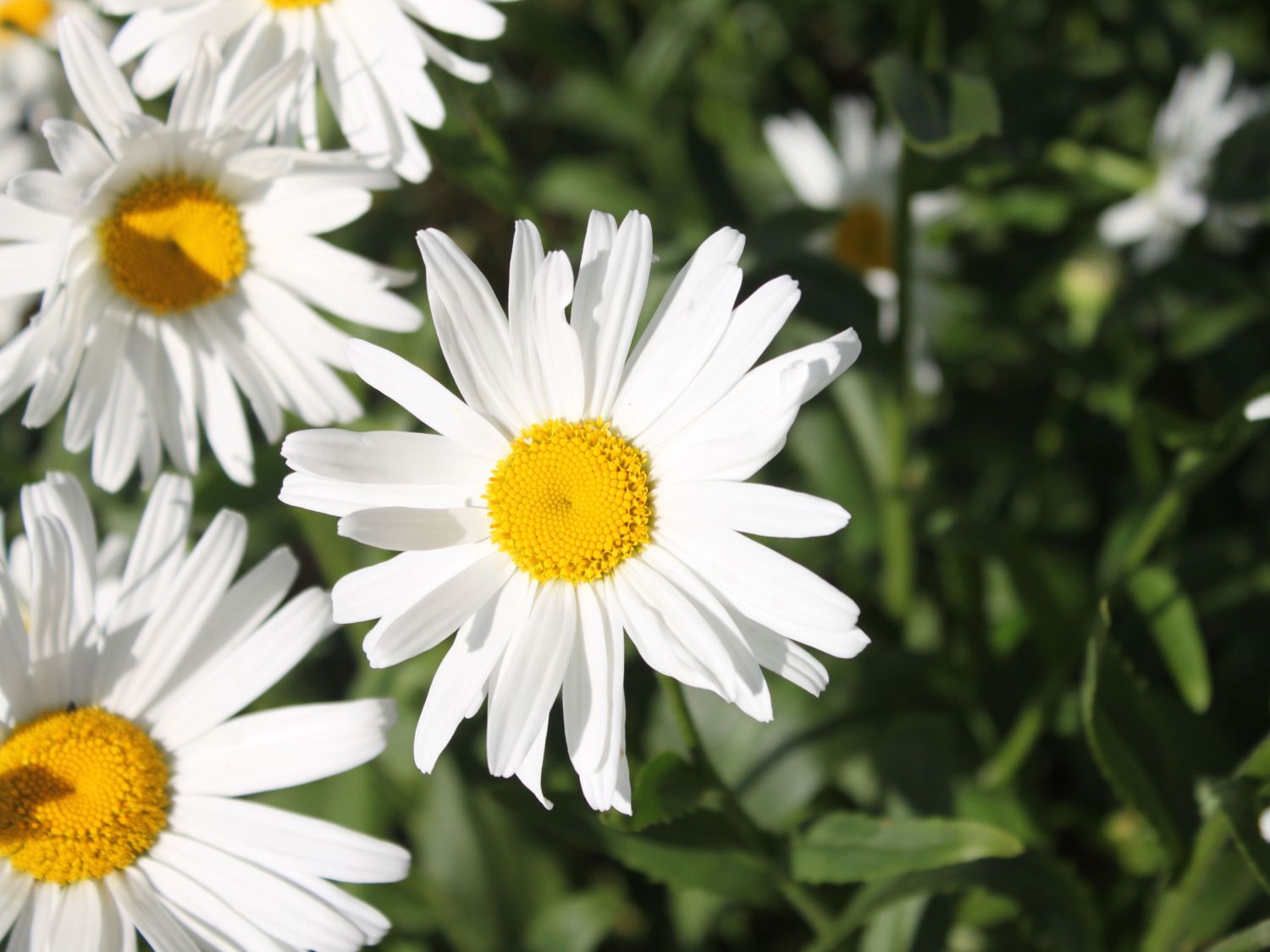 Großblumige Margerite 'Polaris' Beste Sorten & StaudenWissen