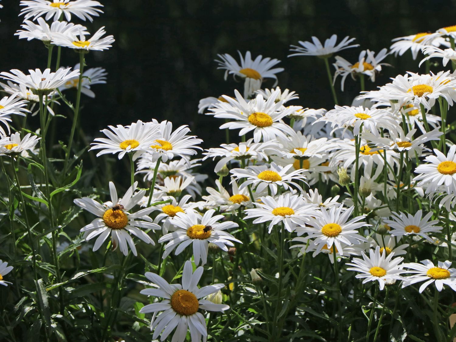 Großblumige Margerite 'Silberprinzesschen' - Leucanthemum x superbum 'Silberprinzesschen'