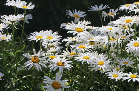 Großblumige Margerite 'Silberprinzesschen' - Leucanthemum x superbum 'Silberprinzesschen'