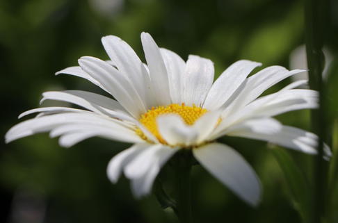 Großblumige Margerite 'Starburst' - Leucanthemum x superbum 'Starburst'