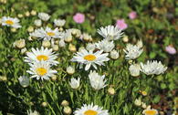Großblumige Sommer-Margerite 'Madonna'