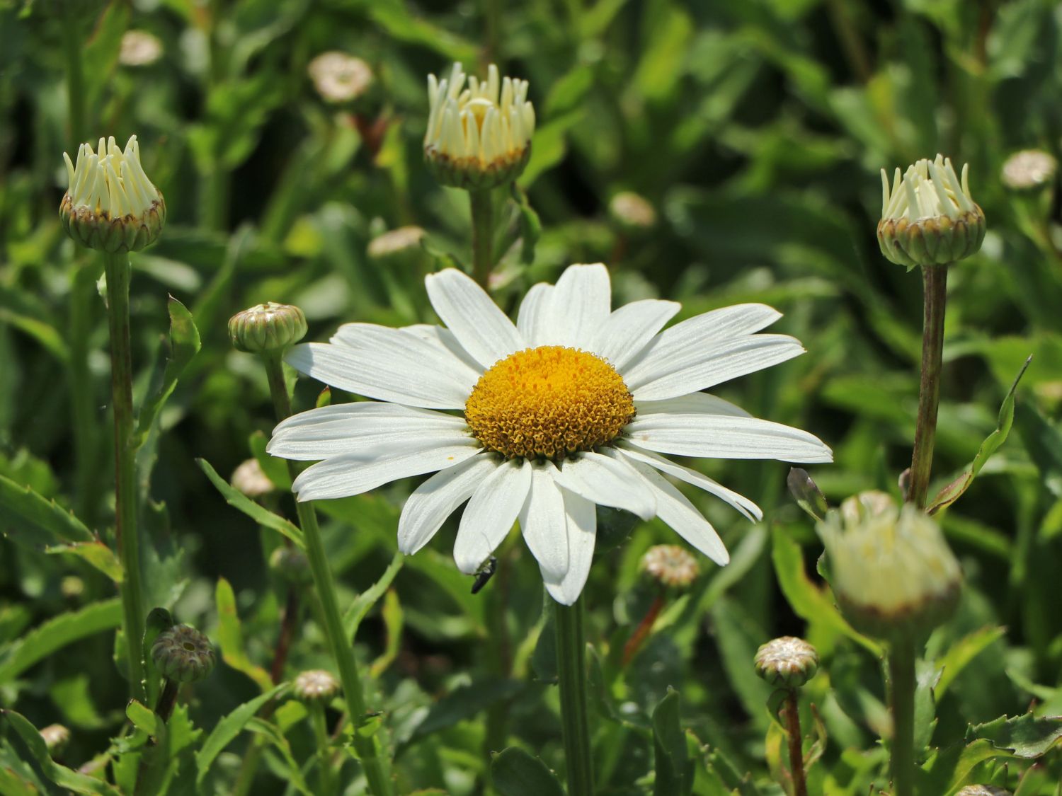 Großblumige Sommer-Margerite 'Snowcap'