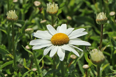 Großblumige Sommer-Margerite 'Snowcap' - Leucanthemum x superbum 'Snowcap'
