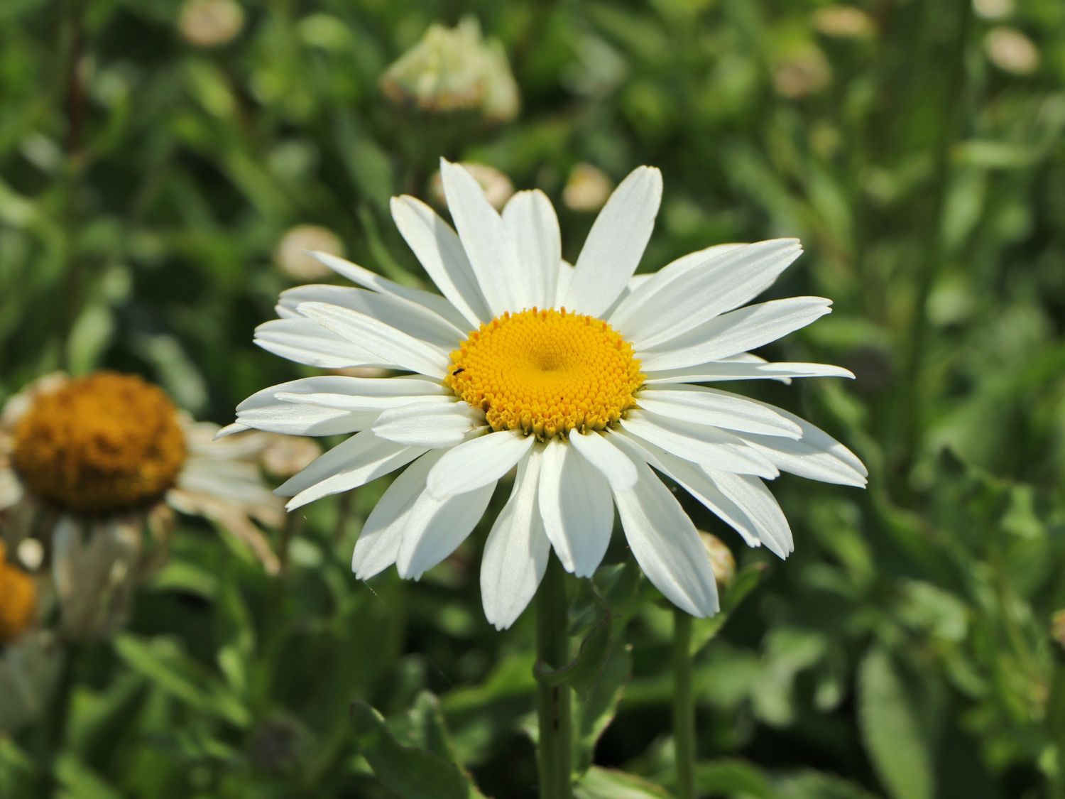 Großblumige Sommer-Margerite 'Snowcap' - Leucanthemum x superbum 'Snowcap'