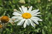 Großblumige Sommer-Margerite 'Snowcap' - Leucanthemum x superbum 'Snowcap'