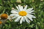 Großblumige Sommer-Margerite 'Snowcap' - Leucanthemum x superbum 'Snowcap'
