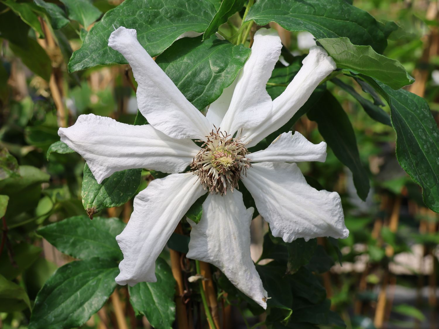 Großblumige Waldrebe 'Apollonia' - Clematis x cultorum 'Apollonia'