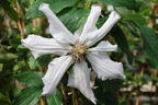Großblumige Waldrebe 'Apollonia' - Clematis x cultorum 'Apollonia'