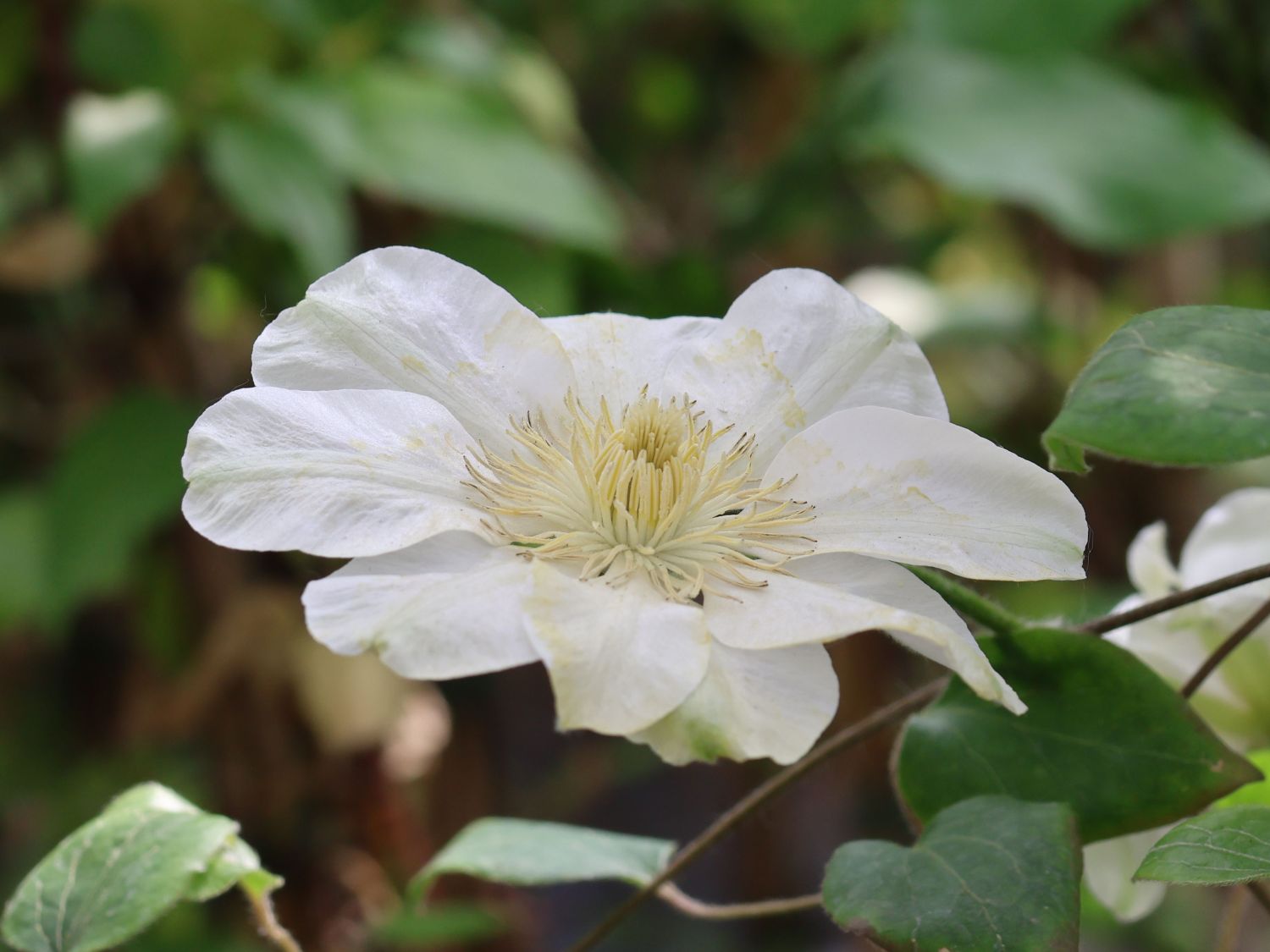 Großblumige Waldrebe 'Apollonia' - Clematis x cultorum 'Apollonia'