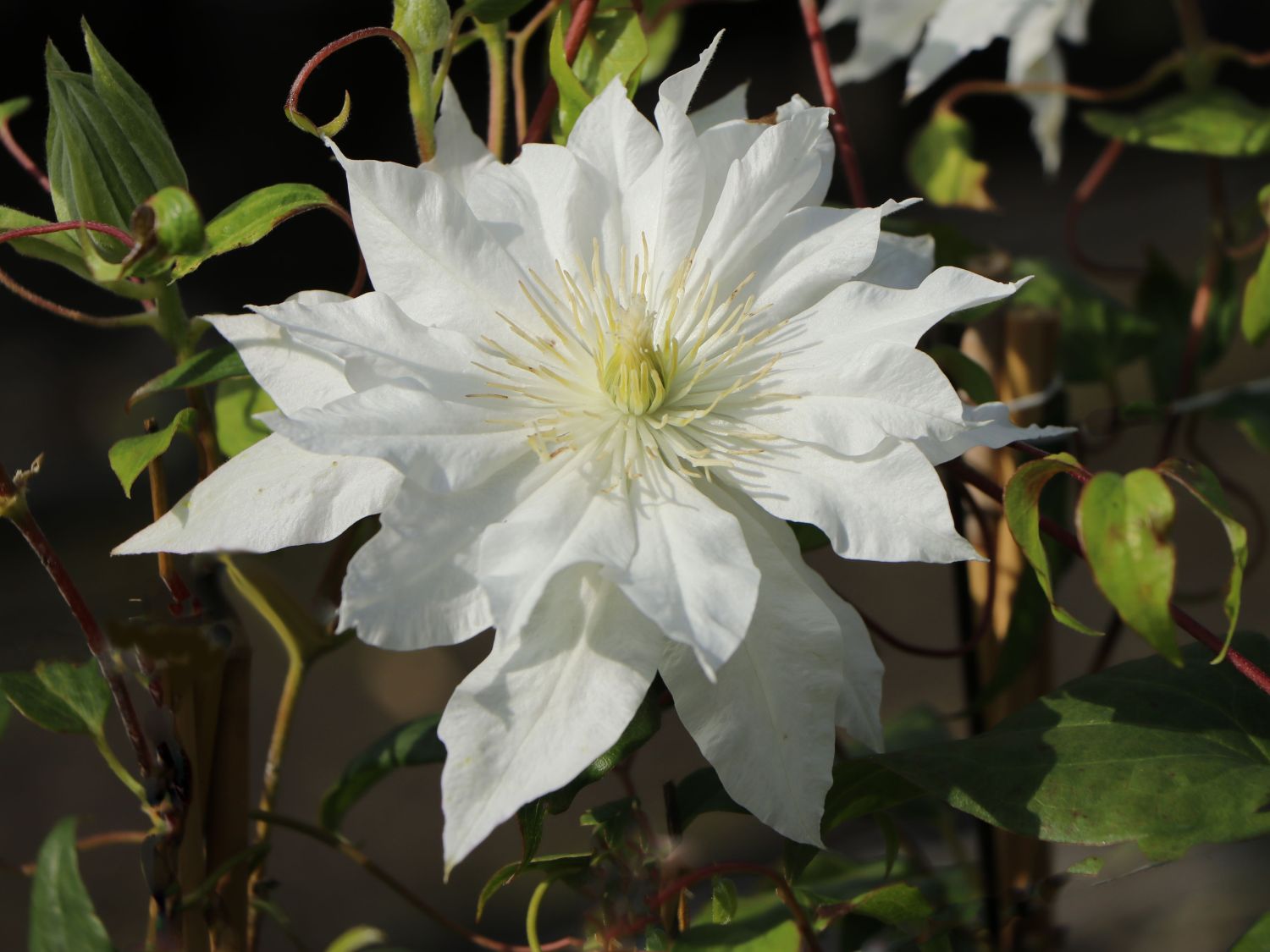 Großblumige Waldrebe 'First Love'