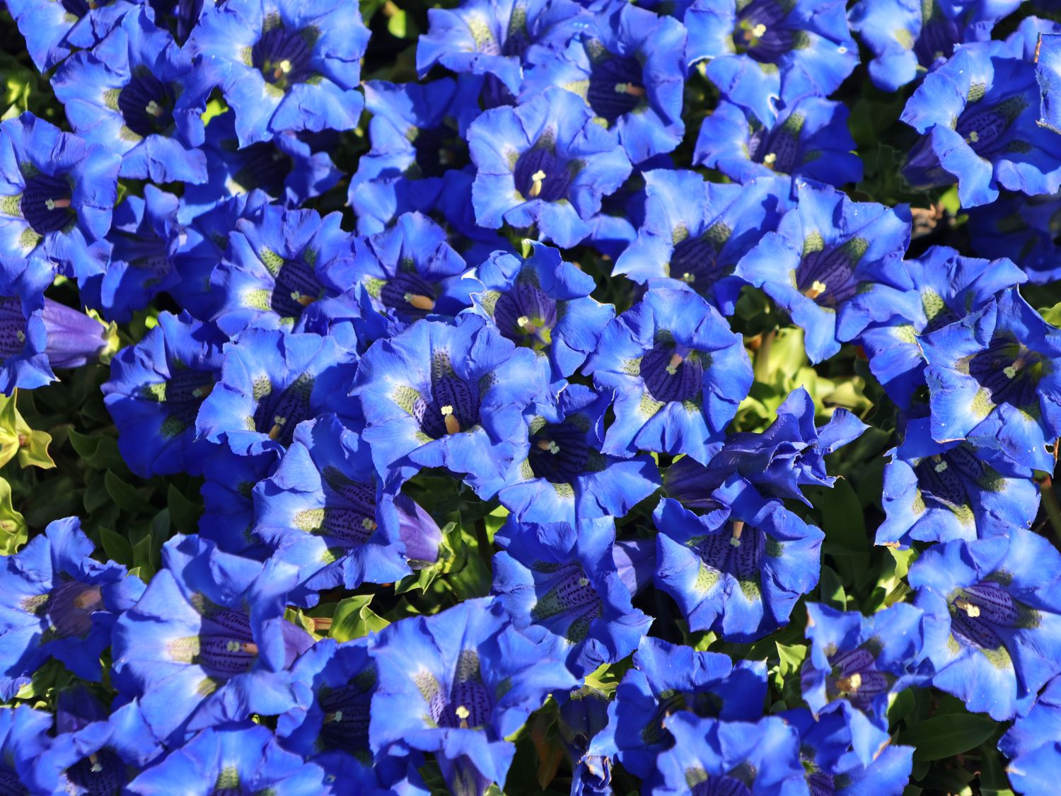 Großblumiger Frühlings-Enzian - Gentiana acaulis