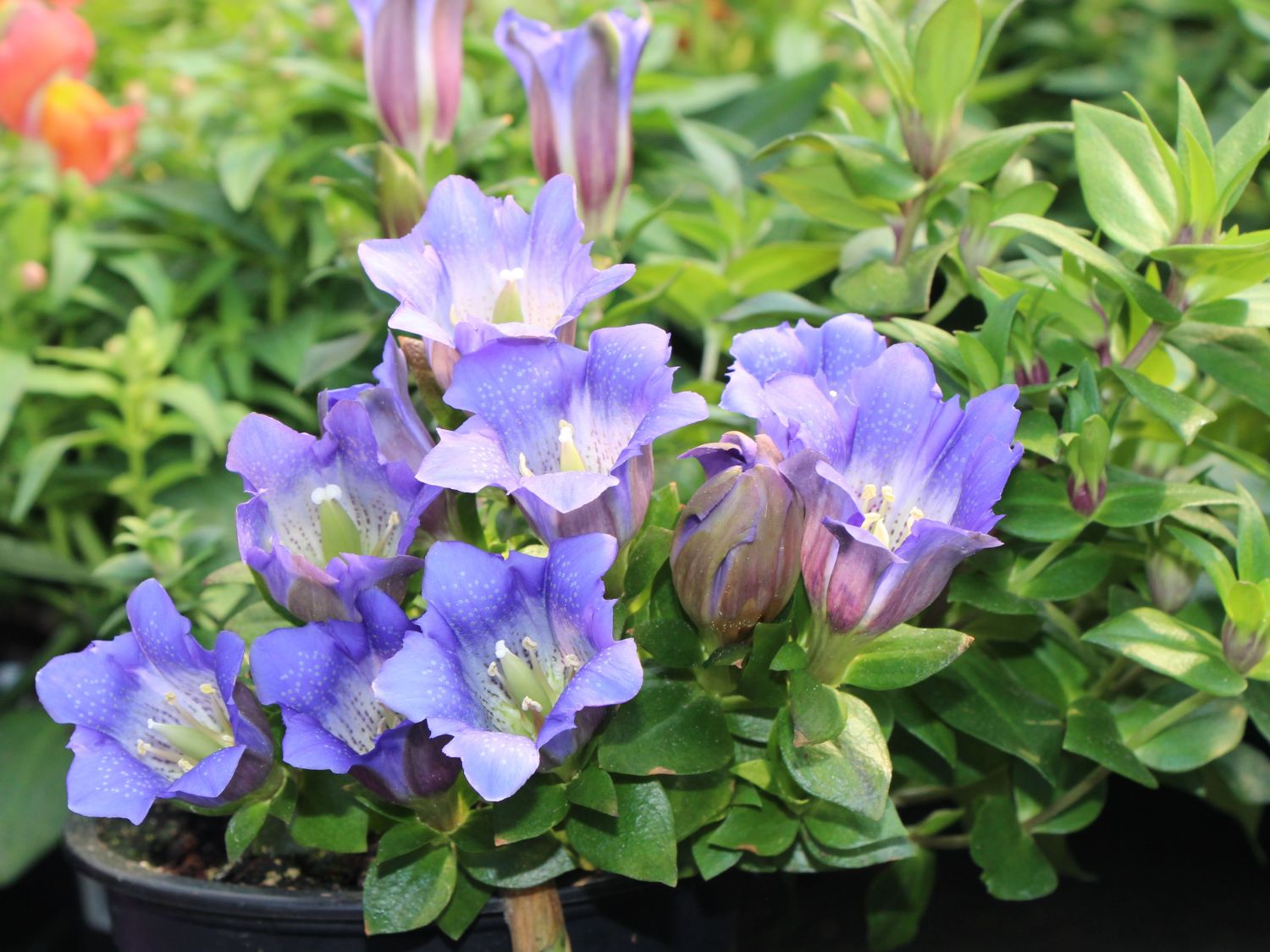Enziane (Gentiana)
