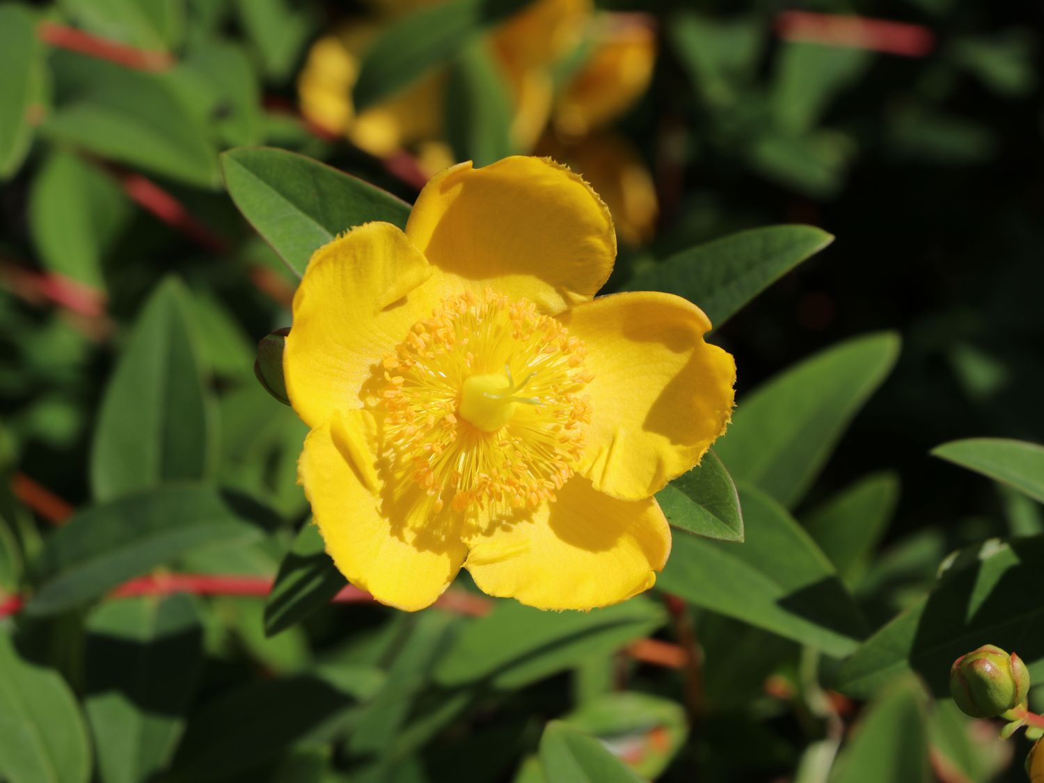 Großblumiges Johanniskraut 'Hidcote'