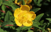 Großblumiges Johanniskraut 'Hidcote'