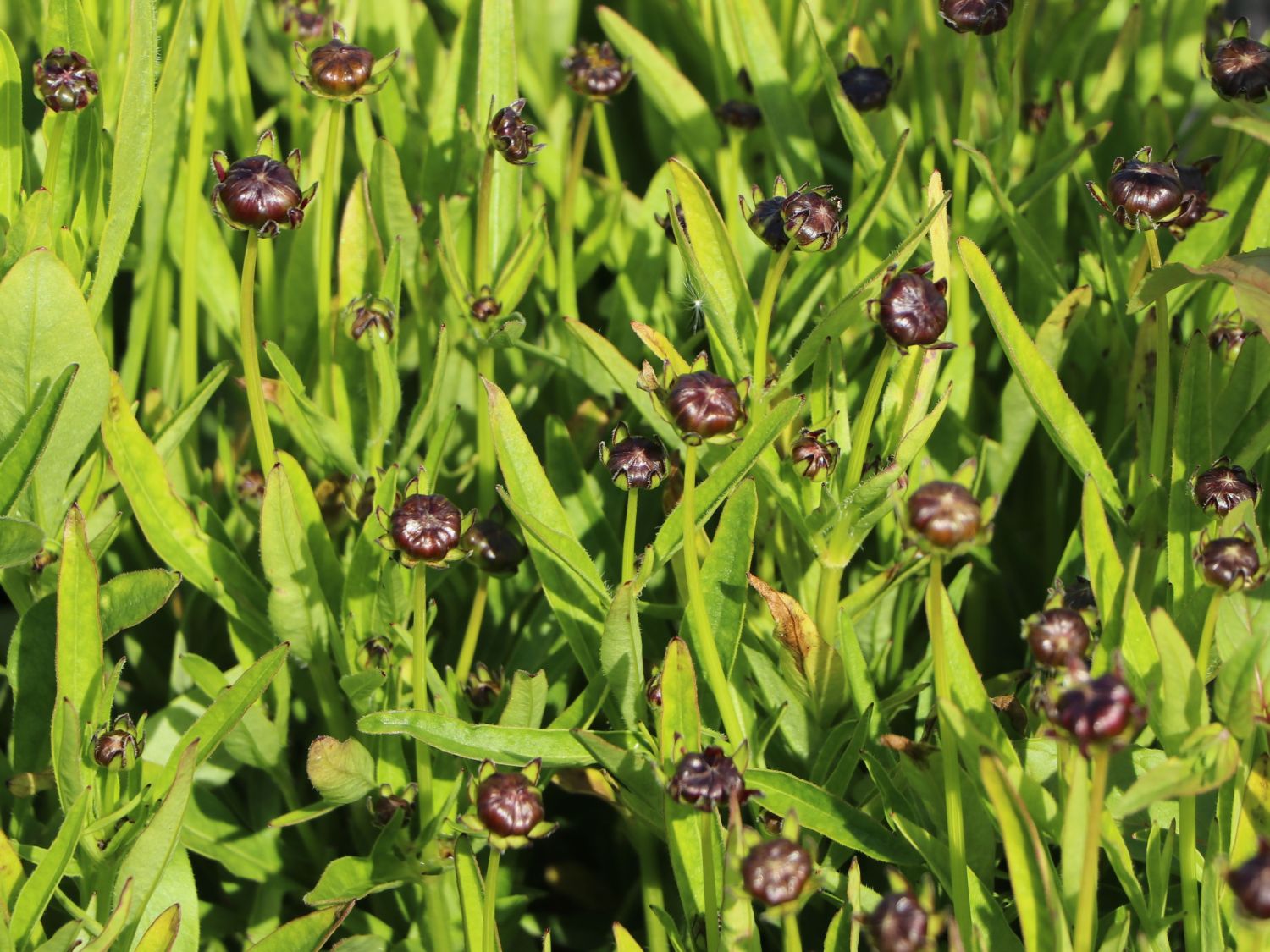 Großblumiges Mädchenauge 'Andiamo Yellow with Red' - Coreopsis grandiflora 'Andiamo Yellow with Red'