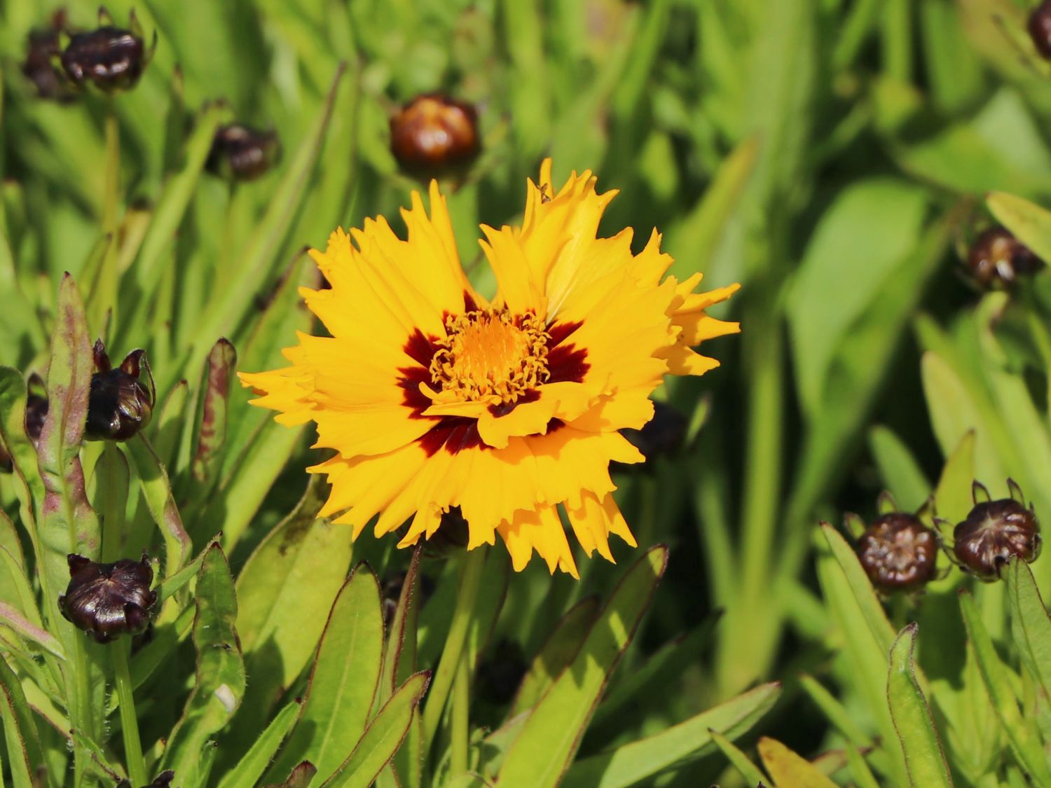 Großblumiges Mädchenauge 'Andiamo Yellow with Red' - Coreopsis grandiflora 'Andiamo Yellow with Red'