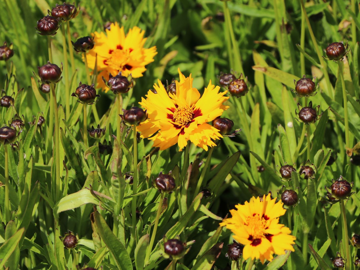 Großblumiges Mädchenauge 'Andiamo Yellow with Red' - Coreopsis grandiflora 'Andiamo Yellow with Red'