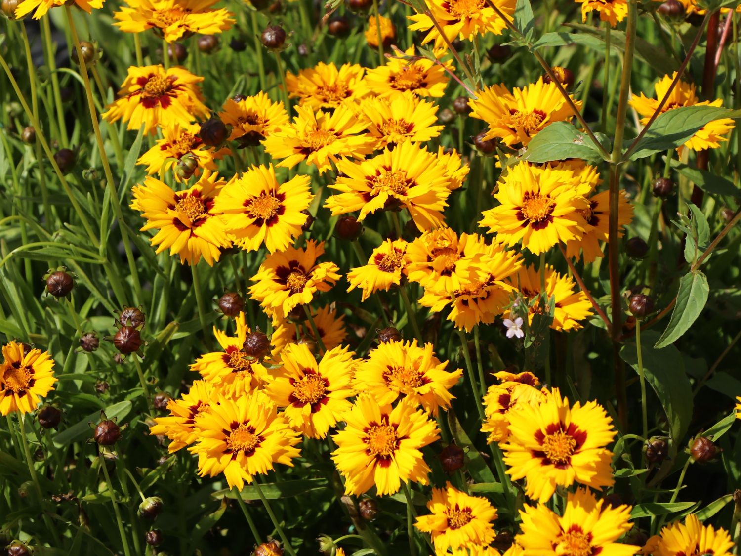 Großblumiges Mädchenauge 'Andiamo Yellow with Red' - Coreopsis grandiflora 'Andiamo Yellow with Red'