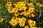 Großblumiges Mädchenauge 'Andiamo Yellow with Red' - Coreopsis grandiflora 'Andiamo Yellow with Red'