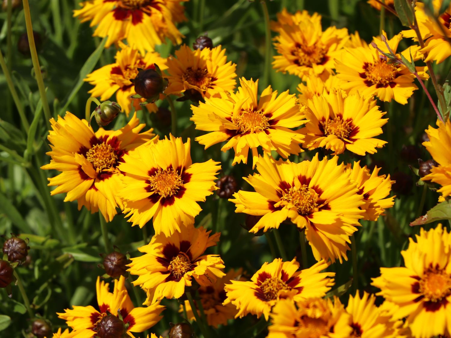 Großblumiges Mädchenauge 'Andiamo Yellow with Red' - Coreopsis grandiflora 'Andiamo Yellow with Red'