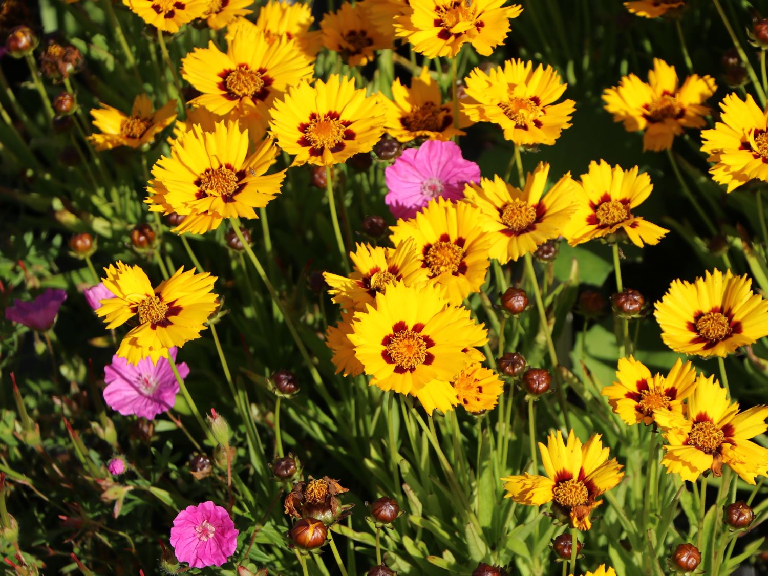 Großblumiges Mädchenauge 'Andiamo Yellow with Red' - Coreopsis grandiflora 'Andiamo Yellow with Red'