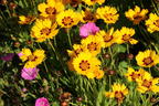 Großblumiges Mädchenauge 'Andiamo Yellow with Red' - Coreopsis grandiflora 'Andiamo Yellow with Red'
