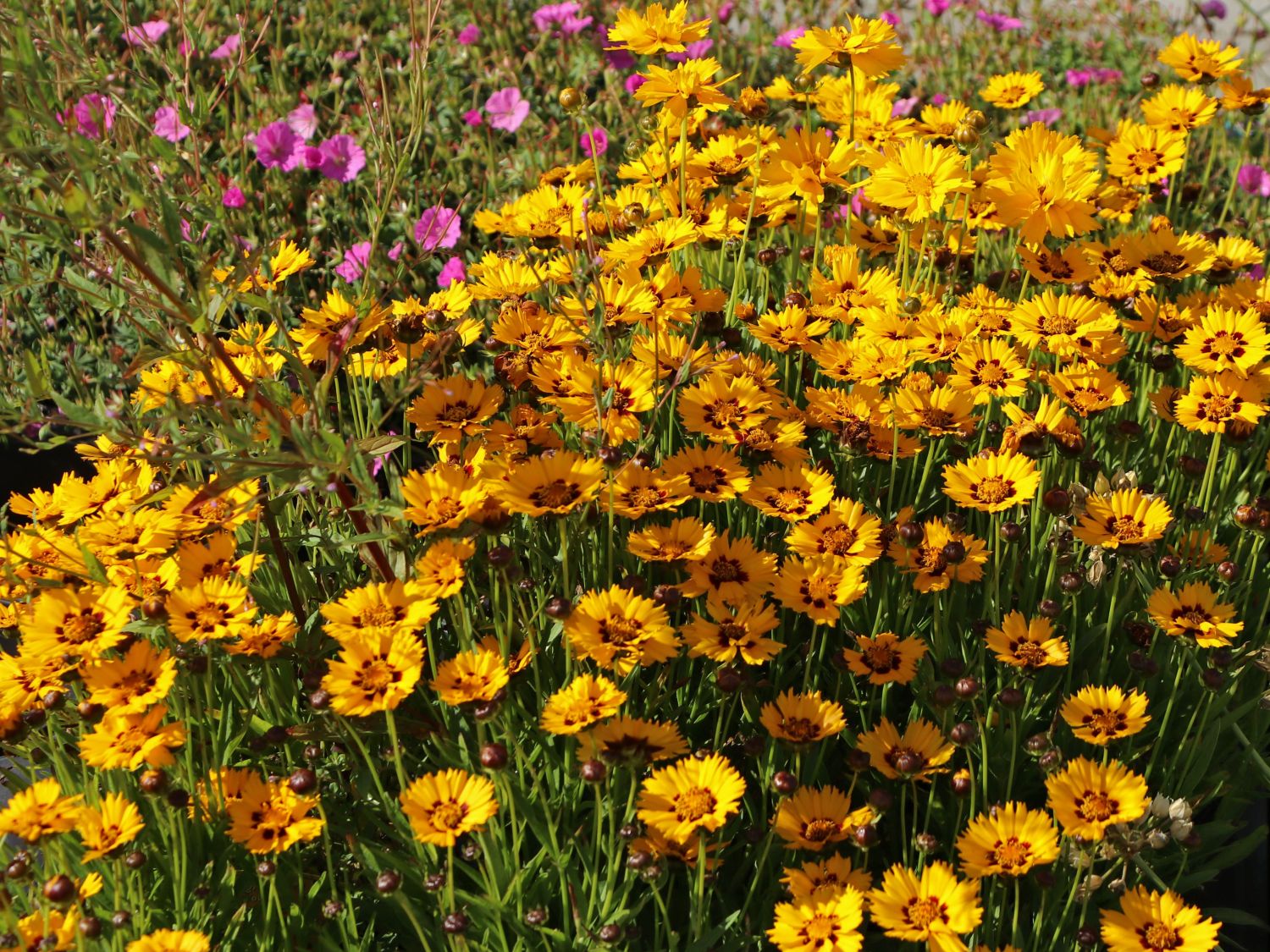 Großblumiges Mädchenauge 'Andiamo Yellow with Red' - Coreopsis grandiflora 'Andiamo Yellow with Red'