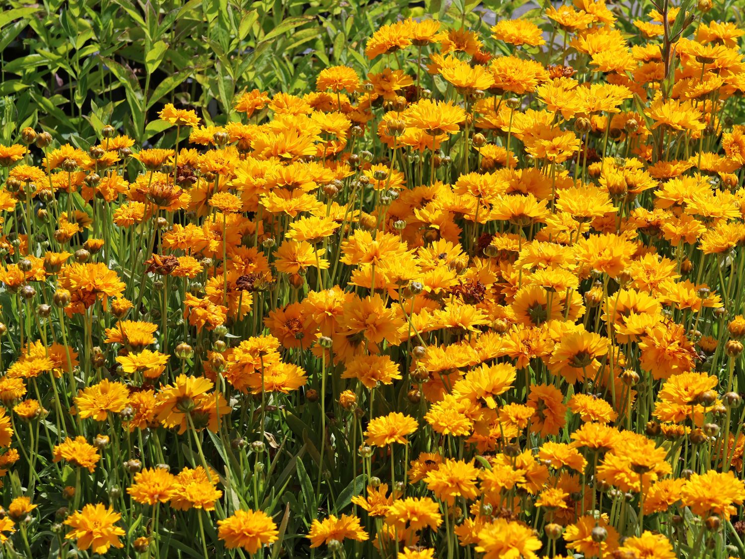 Großblumiges Mädchenauge 'Early Sunrise' - Coreopsis grandiflora 'Early Sunrise'